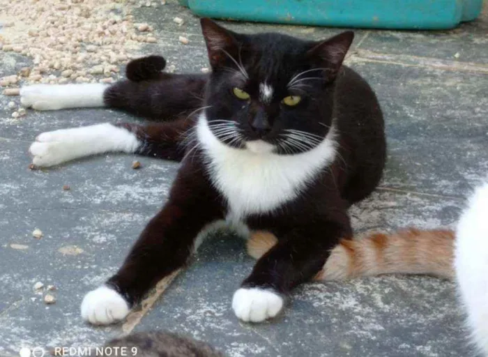 Gato ra a SRD idade 1 ano nome Ozzy