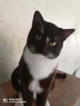 Ozzy