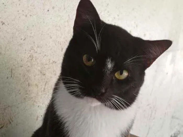 Gato ra a SRD idade 1 ano nome Ozzy