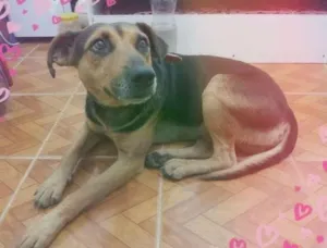 Cachorro raça SRD-ViraLata idade 2 anos nome Max