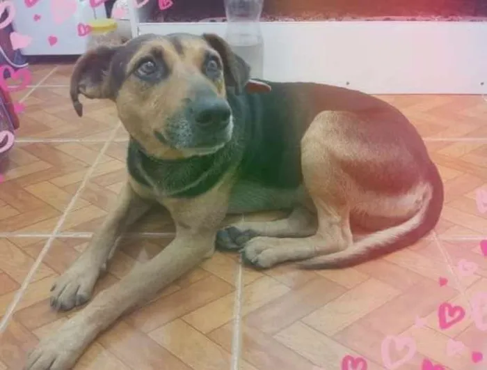 Cachorro ra a SRD-ViraLata idade 2 anos nome Max