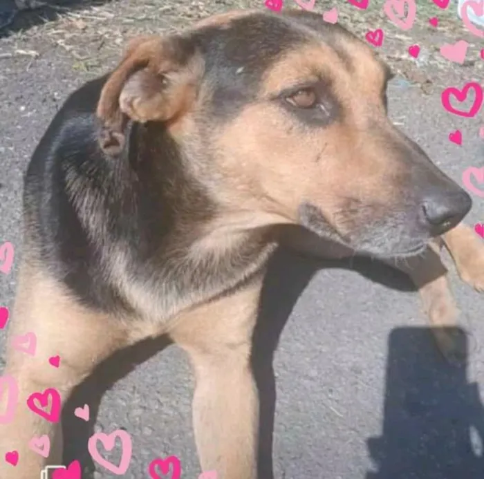 Cachorro ra a SRD-ViraLata idade 2 anos nome Max