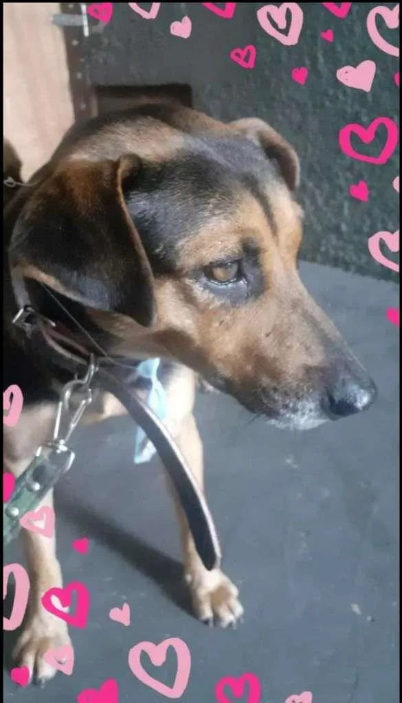 Cachorro ra a SRD-ViraLata idade 2 anos nome Max