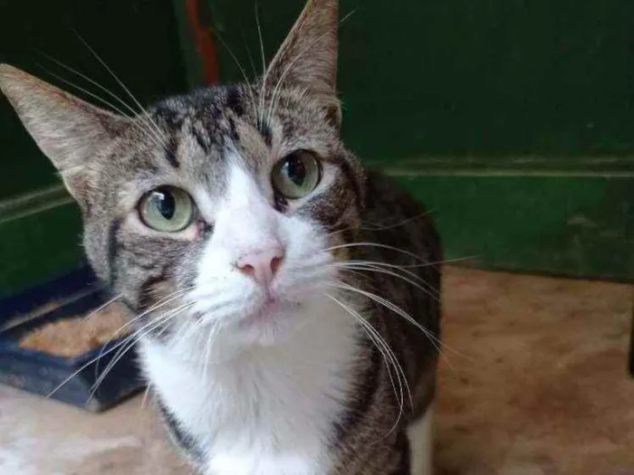 Gato ra a SRD idade 7 a 11 meses nome Tigerwoods