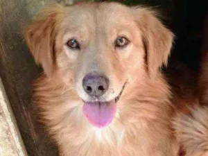 Cachorro raça SRD idade 7 a 11 meses nome Bom Jovi 