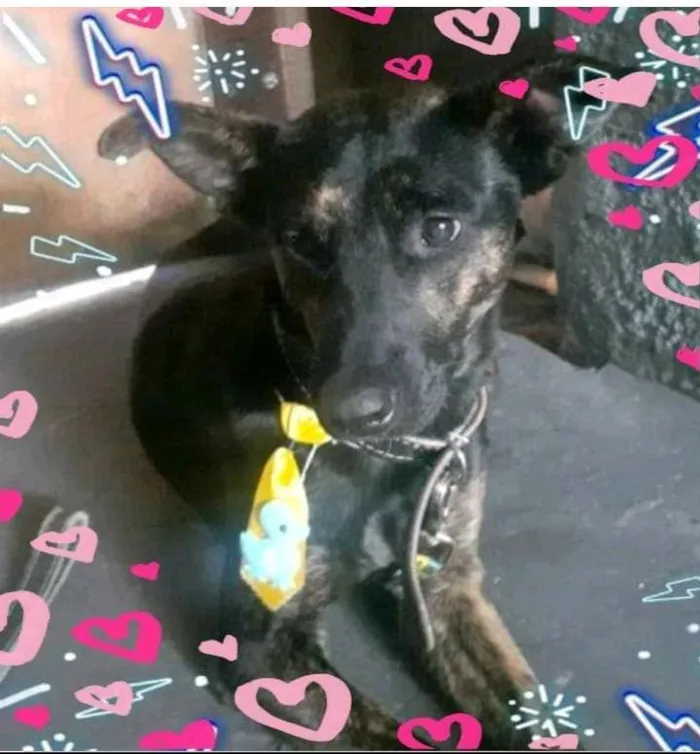 Cachorro ra a SRD-ViraLata idade 1 ano nome Eros