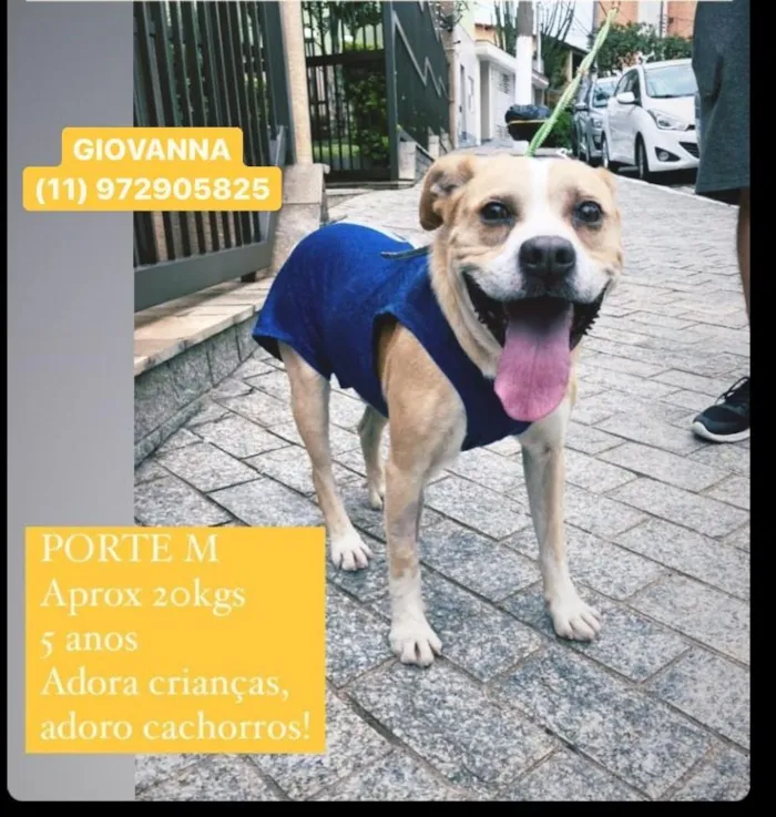 Cachorro ra a SRD-ViraLata idade 5 anos nome Shell
