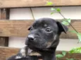 Cachorro raça SRD idade Abaixo de 2 meses nome Sem Nome