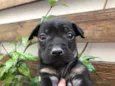 Cachorro raça SRD idade Abaixo de 2 meses nome Sem Nome
