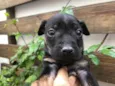 Cachorro raça SRD idade Abaixo de 2 meses nome Sem Nome