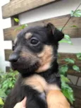 Cachorro raça SRD  idade Abaixo de 2 meses nome Sem Nome