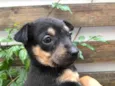 Cachorro raça SRD  idade Abaixo de 2 meses nome Sem Nome