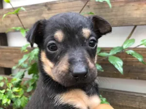 Cachorro raça SRD  idade Abaixo de 2 meses nome Sem Nome
