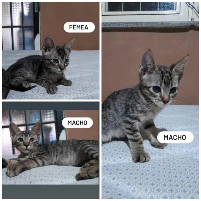 Gato ra a Sem raça definida idade Abaixo de 2 meses nome Tom, Mia e Jack
