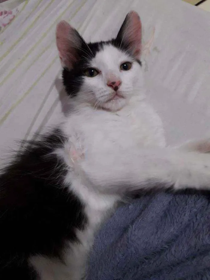Gato ra a Indefinida idade 2 a 6 meses nome Joey