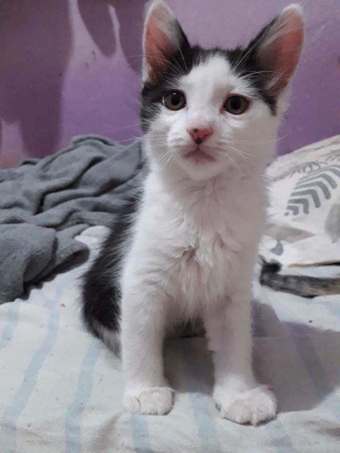 Gato ra a Indefinida idade 2 a 6 meses nome Joey
