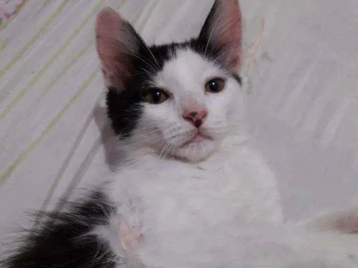 Gato ra a Indefinida idade 2 a 6 meses nome Joey