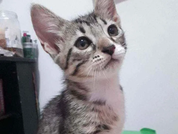 Gato ra a Indefinida idade 2 a 6 meses nome Lilica 