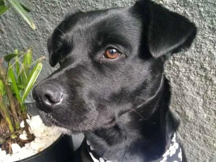 Cachorro ra a SRD-ViraLata idade 1 ano nome Pantera