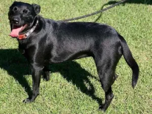 Cachorro raça SRD-ViraLata idade 1 ano nome Lili