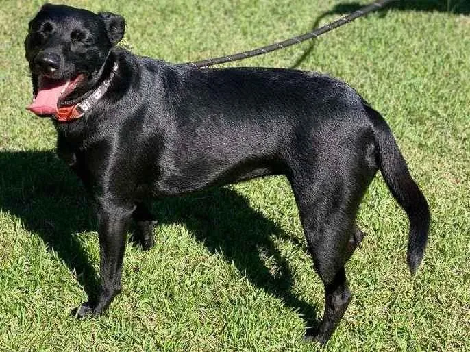 Cachorro ra a SRD-ViraLata idade 1 ano nome Lili