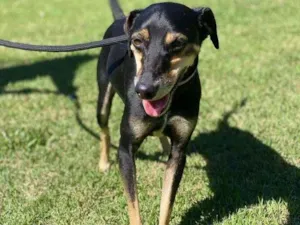 Cachorro raça SRD-ViraLata idade 1 ano nome Costelinha