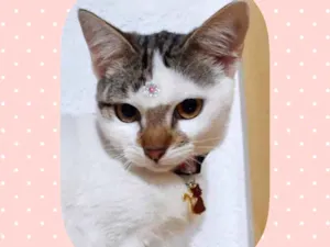 Gato raça Srd idade 7 a 11 meses nome Bia