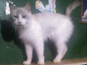 Gato raça Siames idade 1 ano nome Aradia