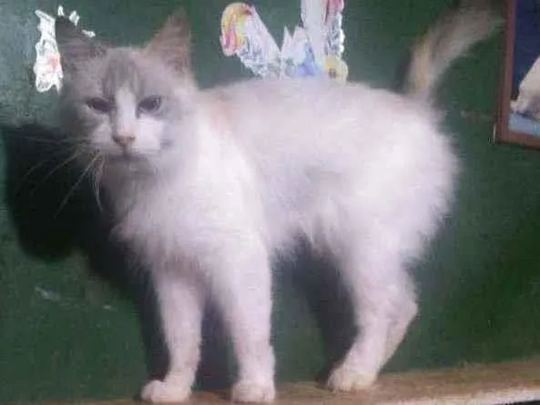 Gato ra a Siames idade 1 ano nome Aradia