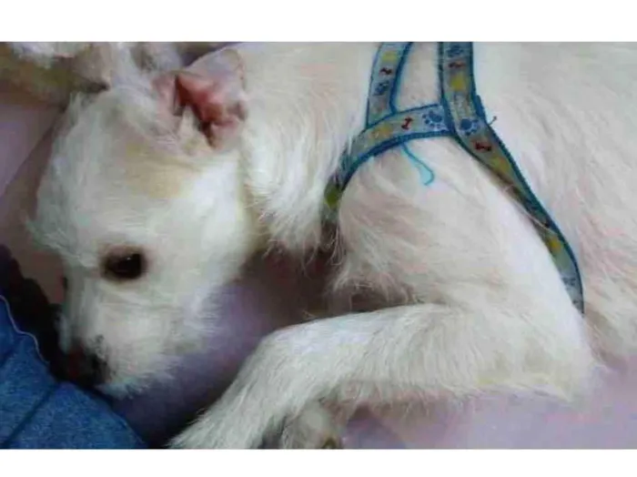 Cachorro raça  idade 1 ano nome Maike