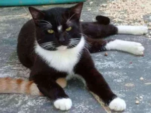 Gato raça SRD idade 1 ano nome Ozzy