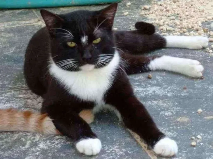 Gato ra a SRD idade 1 ano nome Ozzy