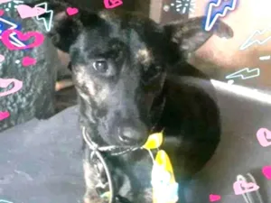 Cachorro raça SRD-ViraLata idade 1 ano nome Eros