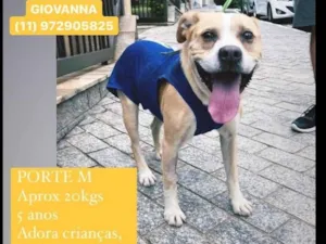 Cachorro raça SRD-ViraLata idade 5 anos nome Shell