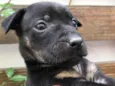 Cachorro raça SRD idade Abaixo de 2 meses nome Sem Nome