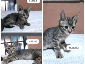 Gato raça Sem raça definida idade Abaixo de 2 meses nome Tom, Mia e Jack