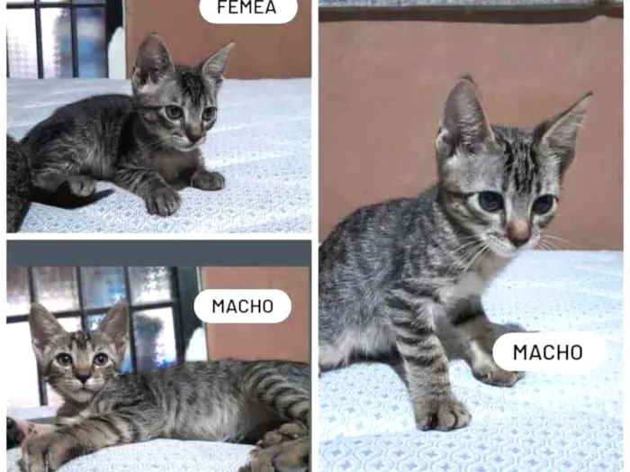 Gato ra a Sem raça definida idade Abaixo de 2 meses nome Tom, Mia e Jack