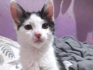 Gato raça Indefinida idade 2 a 6 meses nome Joey