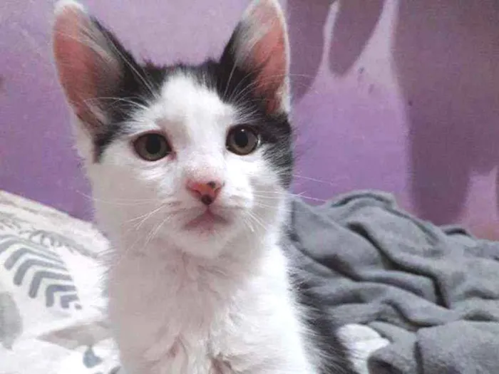 Gato ra a Indefinida idade 2 a 6 meses nome Joey