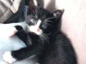 Gato raça SRD idade Abaixo de 2 meses nome Sem nome