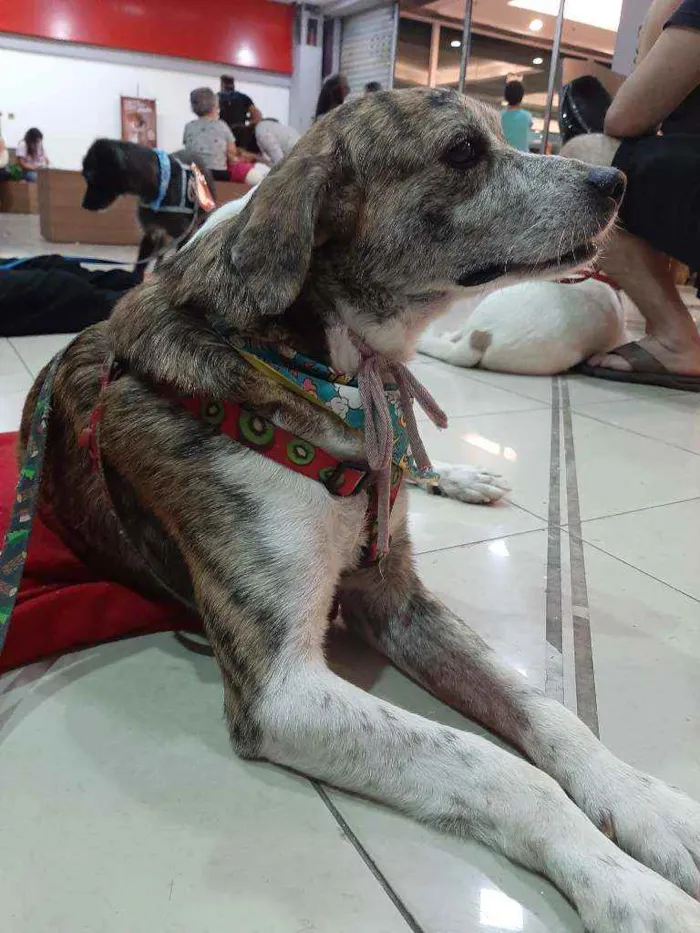 Cachorro ra a SRD idade 3 anos nome Barthô 