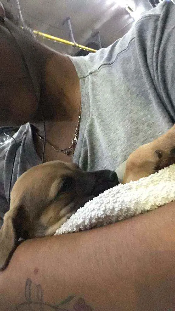 Cachorro ra a Misturado  idade Abaixo de 2 meses nome Luna