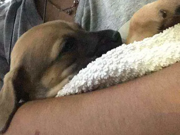 Cachorro ra a Misturado  idade Abaixo de 2 meses nome Luna