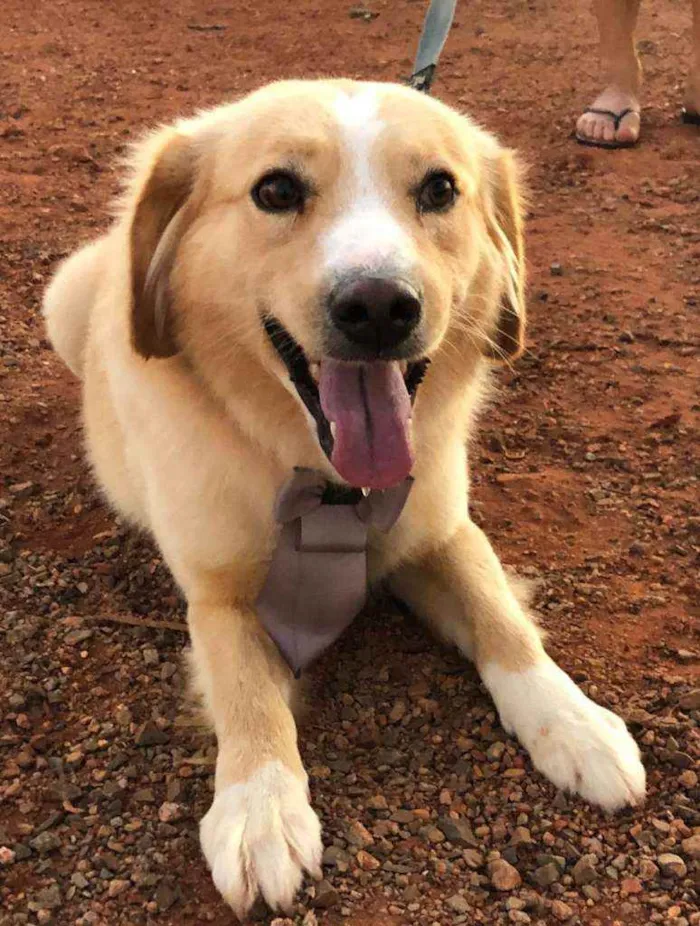 Cachorro ra a SRD idade 1 ano nome Bono