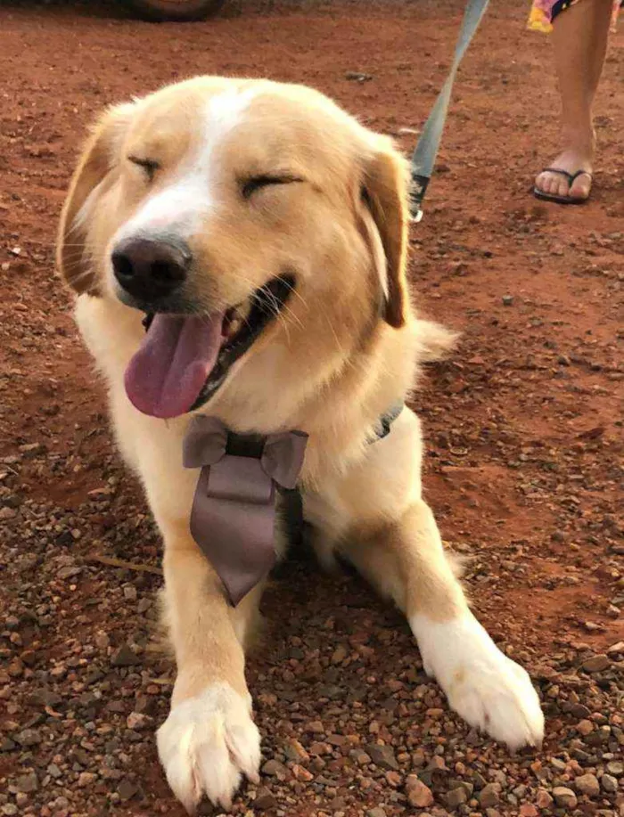 Cachorro ra a SRD idade 1 ano nome Bono