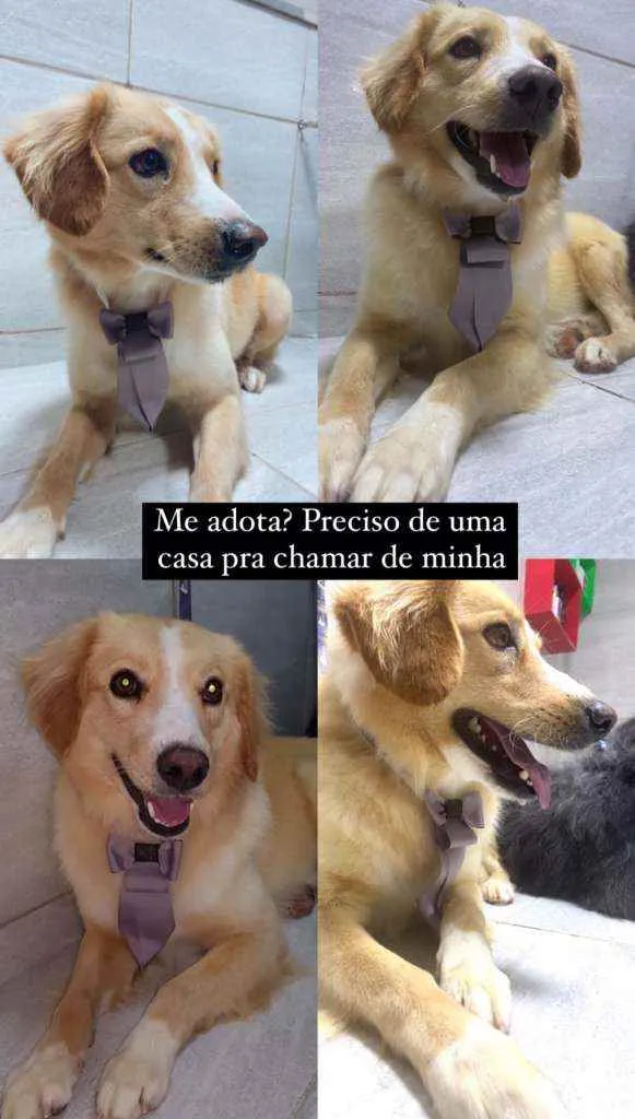 Cachorro ra a SRD idade 1 ano nome Bono