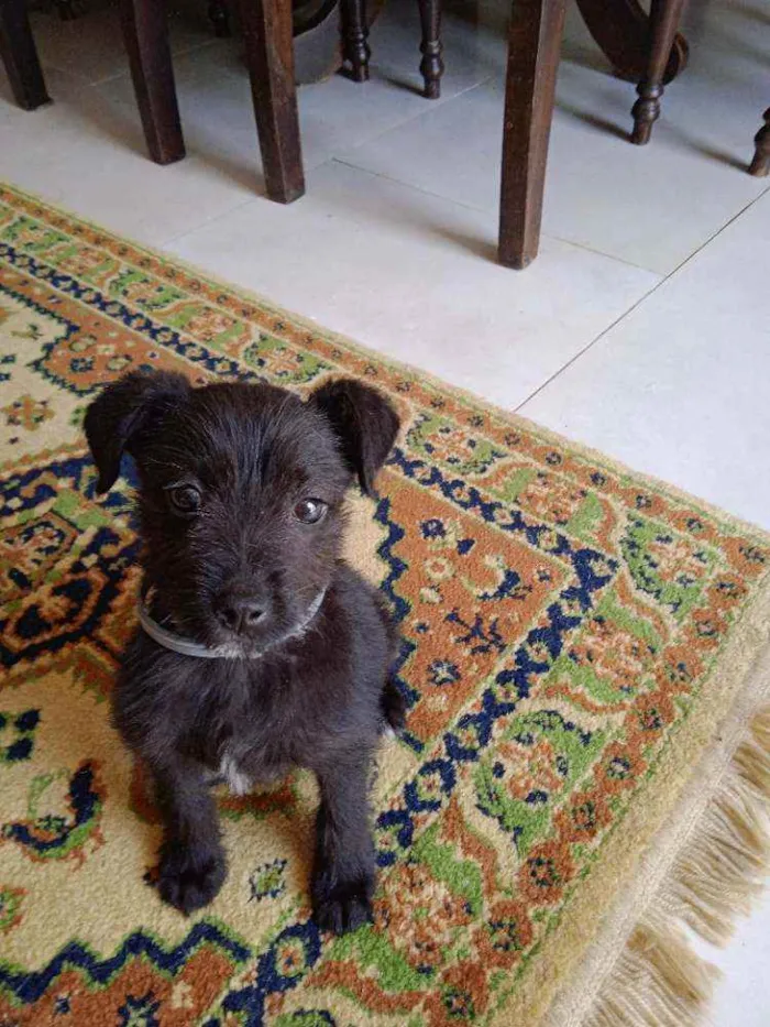 Cachorro ra a Terrier idade 2 a 6 meses nome Sem nome