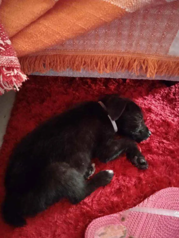 Cachorro ra a Terrier idade 2 a 6 meses nome Sem nome