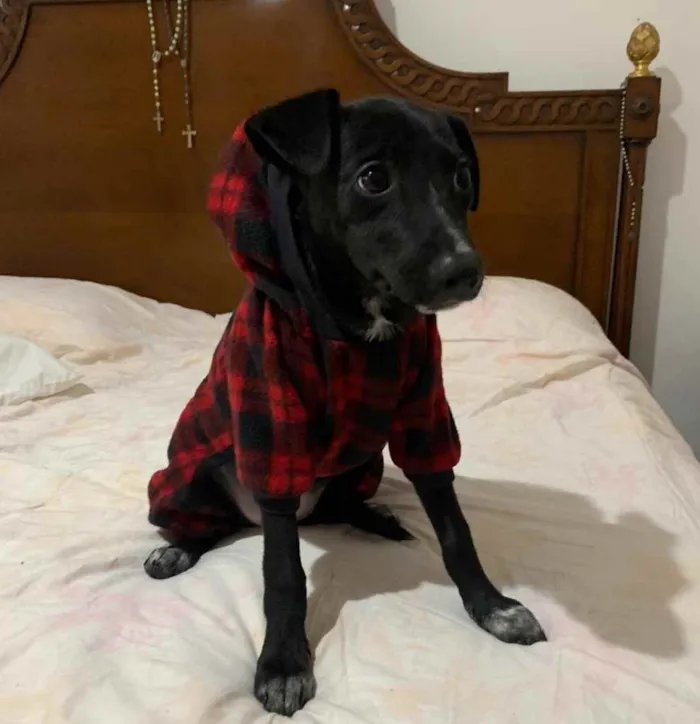 Cachorro ra a SRD idade 2 a 6 meses nome Lola