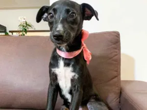 Cachorro raça SRD idade 2 a 6 meses nome Lola